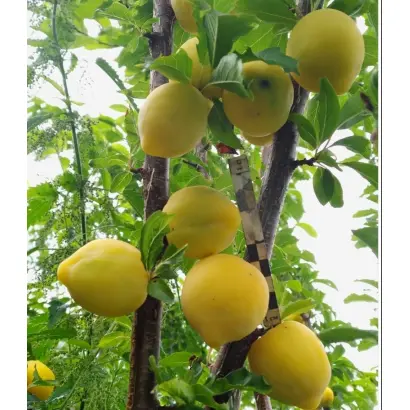 ХАБАРОВСКАЯ ЯНТАРНАЯ