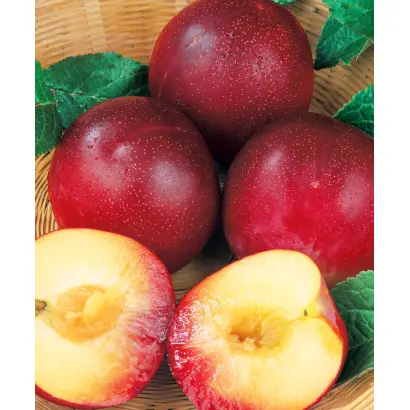 АМУРСКАЯ РОЗА