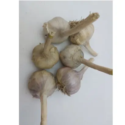 ДУНГАНСКИЙ МЕСТНЫЙ