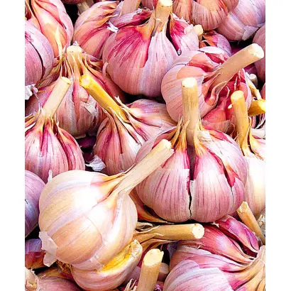 ЮБИЛЕЙНЫЙ ГРИБОВСКИЙ