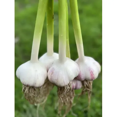 ДОКТОРСКИЙ