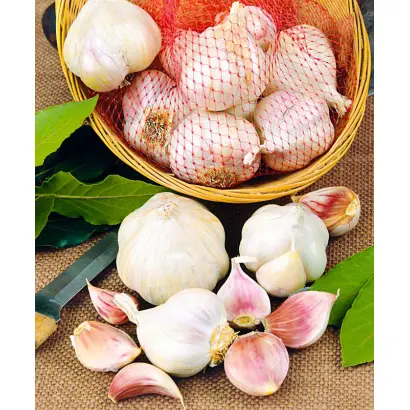 НОВГОРОДСКИЙ