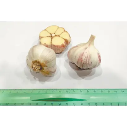 МЕЛИОРАТОР