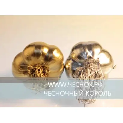 ЧЕСНОЧНЫЙ БАРОН