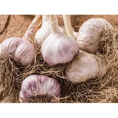 БОГОЛЕПОВСКИЙ