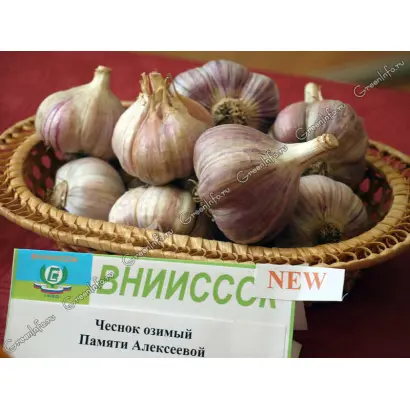 ПАМЯТИ АЛЕКСЕЕВОЙ