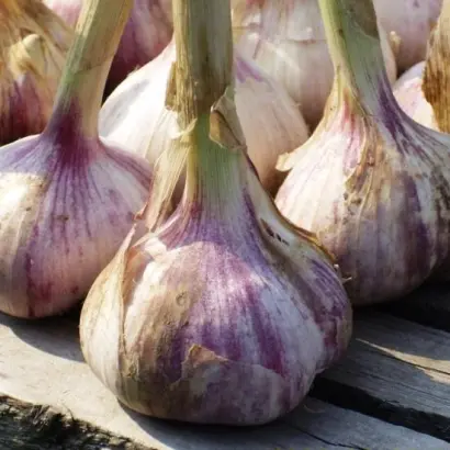 ОДИНЦОВСКИЙ ЮБИЛЕЙНЫЙ