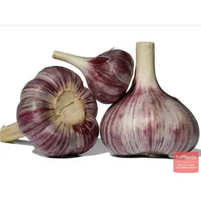 БРОДОКОЛМАКСКИЙ