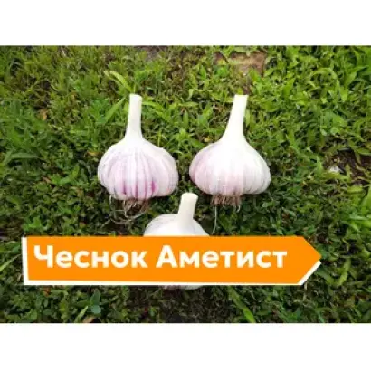 АМЕТИСТ