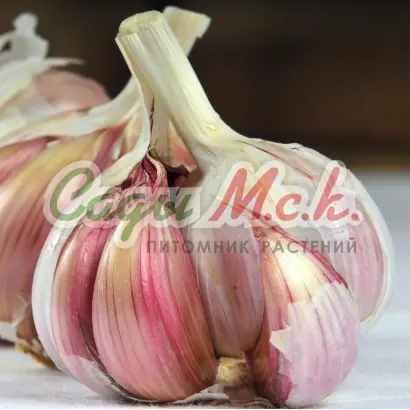 ПОДМОСКОВНЫЙ