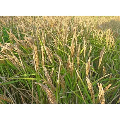 ВОЛГОГРАДСКИЙ