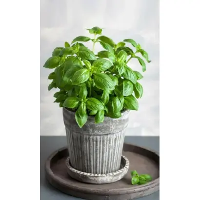 БАЛКОННОЕ ЧУДО