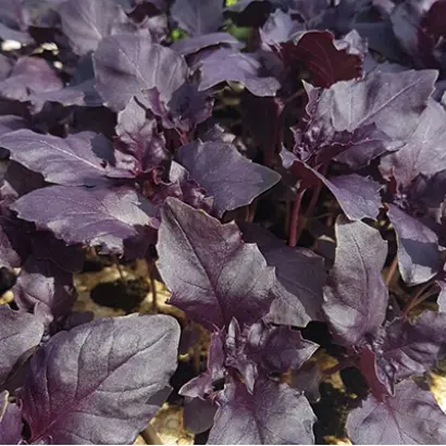 АЖУР ПУРПУРНЫЙ