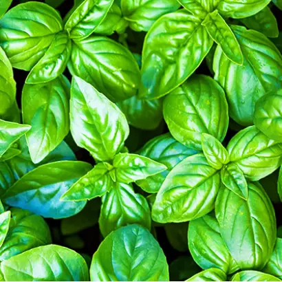 АЖУР ЗЕЛЕНЫЙ