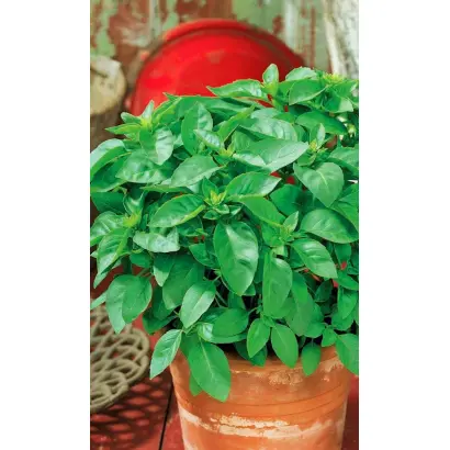 СВЕЖИЙ БРИЗ