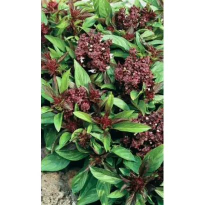 ДИВО ДИВНОЕ