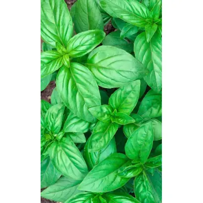 ЦИТРУСОВЫЙ ФРЕШ