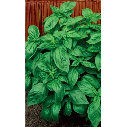 ИТАЛЬЯНСКИЙ ЭКСПРЕСС