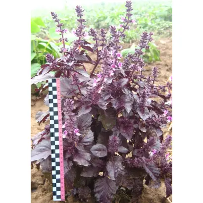 ЕРЕВАНСКИЙ САПФИР