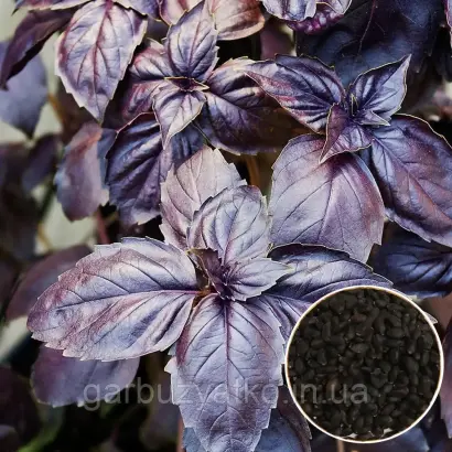 КРЫМСКИЙ ФИОЛЕТОВЫЙ