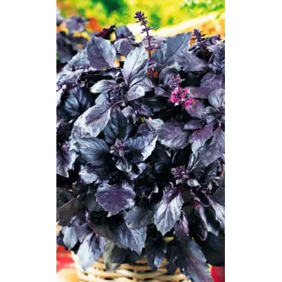 ФИОЛЕТОВЫЙ БЛЕСК