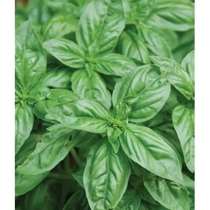 ЛИМОНЧЕЛЛО