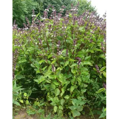 ЖЕМЧУЖИНА ПОДМОСКОВЬЯ