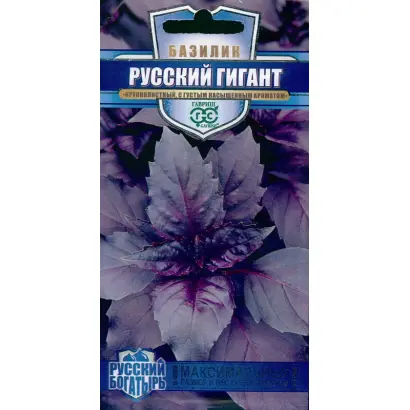 РУССКИЙ ГИГАНТ ФИОЛЕТОВЫЙ