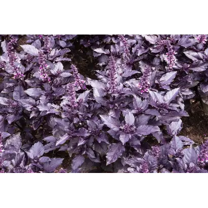 ЕРЕВАНСКИЙ