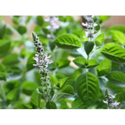 АРОМАТ ВАНИЛИ