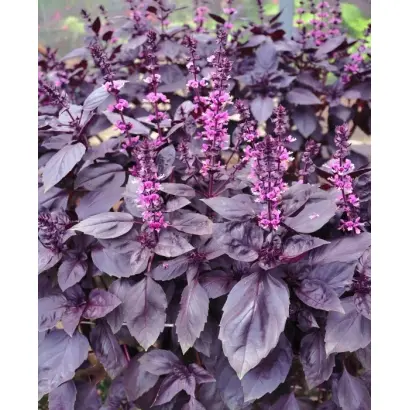 ФИОЛЕТОВЫЙ