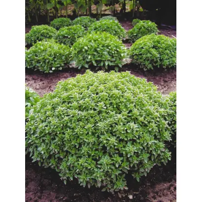 ГВОЗДИЧНЫЙ