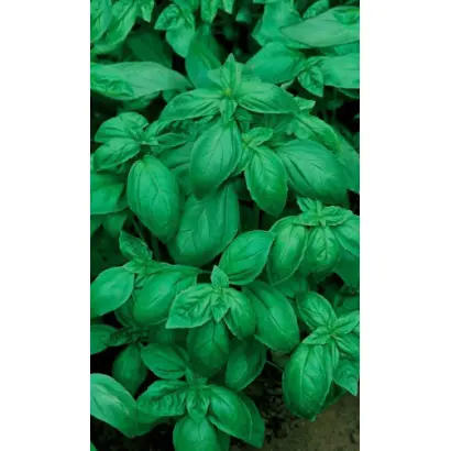 ЗАСТОЛЬНЫЙ