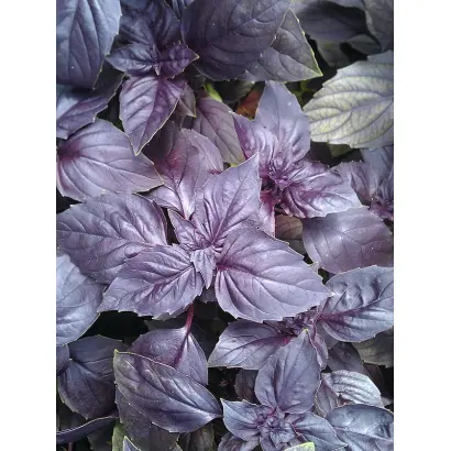 МАВРИТАНСКИЙ