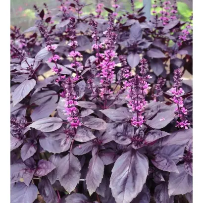 МОСКВОРЕЦКИЙ СЕМКО