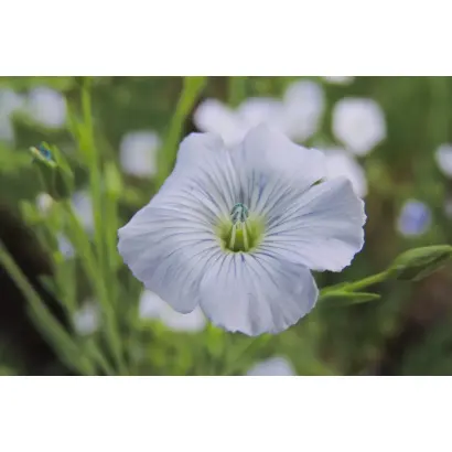 ПСКОВСКИЙ 85