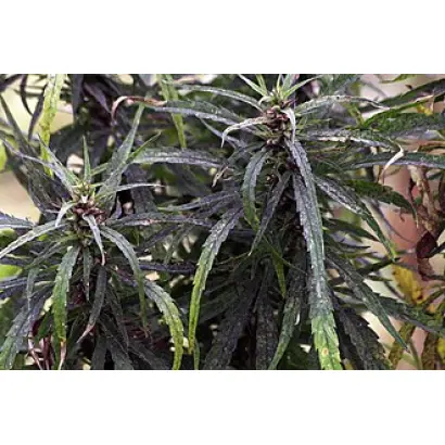 ЗОЛОТОНОШСКАЯ ЮСО 11