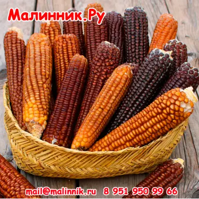 КАРАМЕЛЬКА