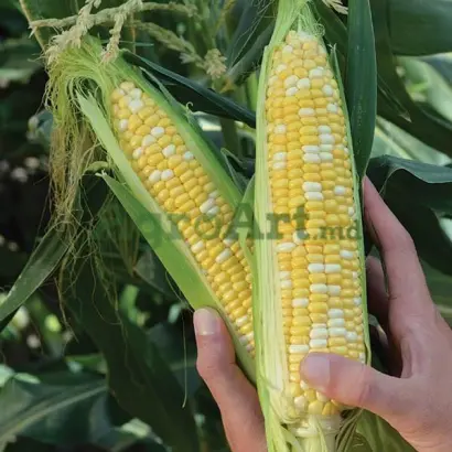 КАМБЕРЛЭНД