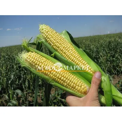 СВИТ СИРИУС