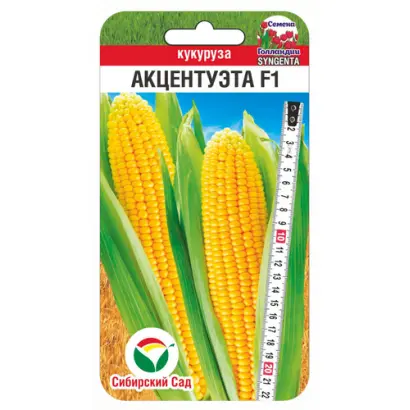 АКЦЕНТУЭТА