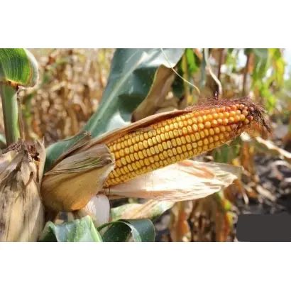 ЛАДОЖСКИЙ САХАРНЫЙ 250 СВ