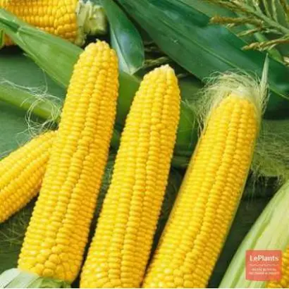 САРАТОВСКАЯ САХАРНАЯ