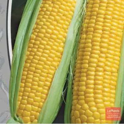 ПОРУМБЕНЬ 200 MB