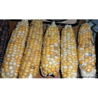 ПОРУМБЕНЬ 339 МВ