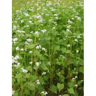 НЕКТАРНИЦА