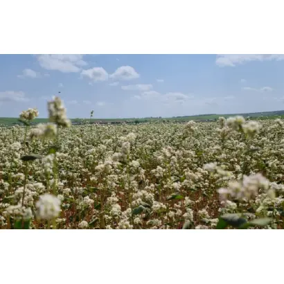 ИЛИШЕВСКАЯ