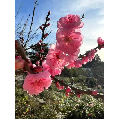 РОЗОВАЯ ТУМАННОСТЬ