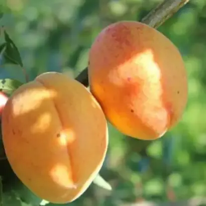 АНАНАСНЫЙ ЦЮРУПИНСКИЙ