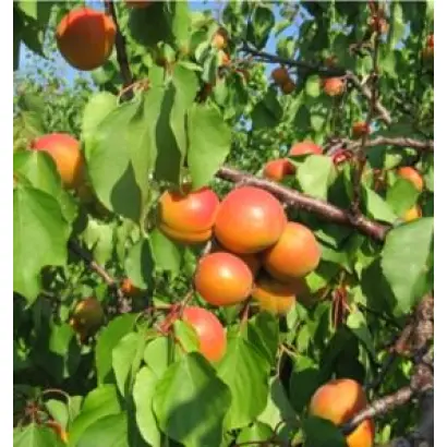 ИСКОРКА ТАВРИДЫ